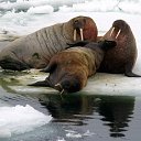 ���� ���������� �� ������� �������