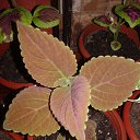 ���� ���, ����� - ��������� 9 ������� 2015 � ������ ���� ����� � �����������!�