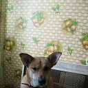 ���� �����, ����������� - ��������� 17 �������� 2015 � ������ ���� ����������