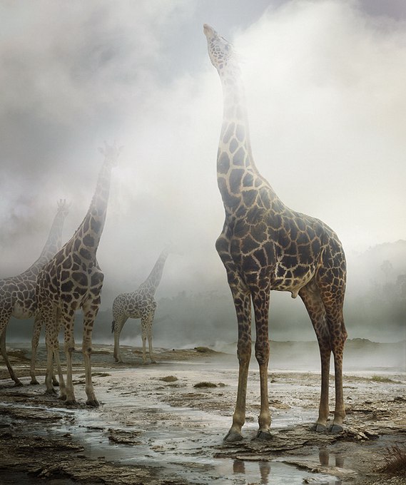   (Simen Johan)  ,    .     1973 ... - 11