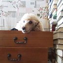 ���� ������, �����-��������� - ��������� 13 ���� 2015 � ������ ������ ��������