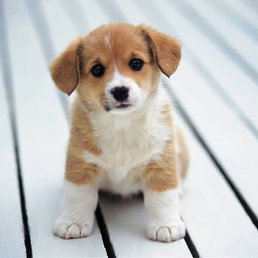 �������, �������, 40 ���