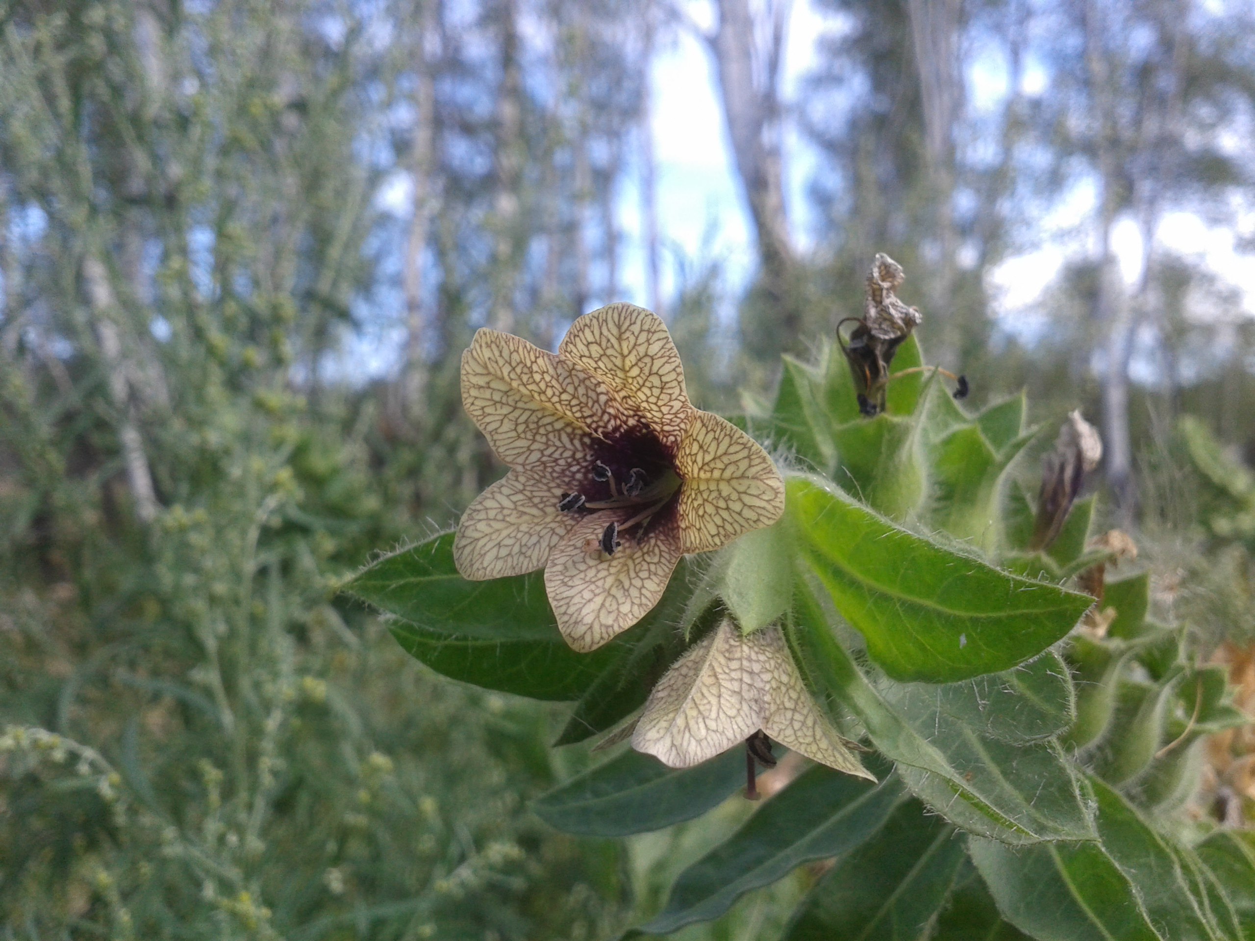 Hyoscamus
