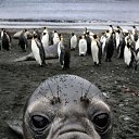  Wlad, , 51  -  21  2015    