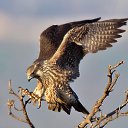 ���� ?????&euro;??, ���������, 44 ���� - ��������� 26 ��� 2015