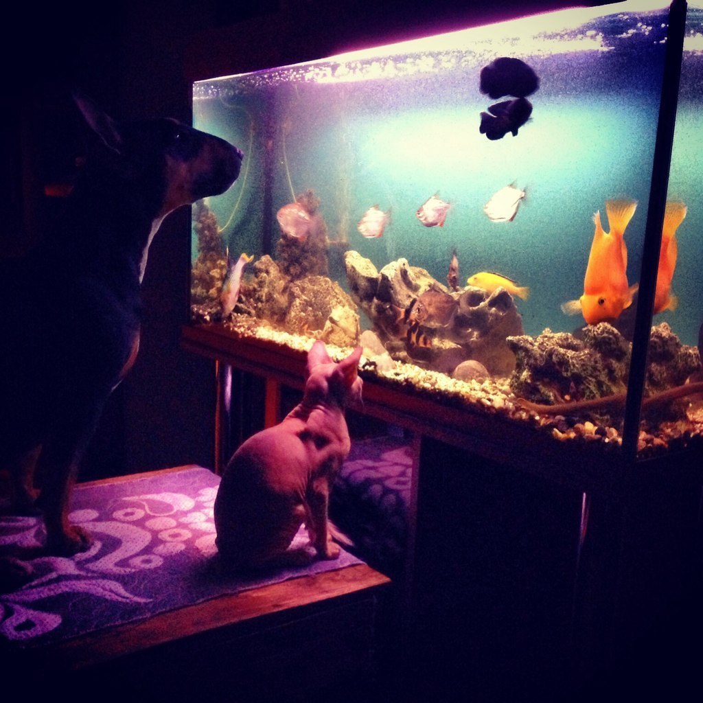 Английский бультерьер. - 19 мая 2015 в 00:18