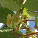 K I W I �� ������� ���� ����������