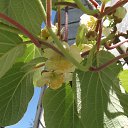 ���� Nik, ���������, 46 ��� - ��������� 4 ���� 2015 � ������ ���� ����������