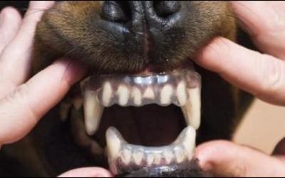 Можно ли исправить прикус собаке ? (Читаем по ссылке ) ... - 3