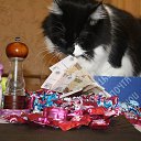  , -, 54  -  12  2015   