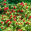 ���� ������, ������ - ��������� 6 ���� 2015 � ������ ���� ����������