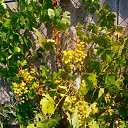 ���� ����, �������, 71 ��� - ��������� 8 ������� 2015 � ������ ���� ����������