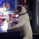 ���� ����, ������, 37 ��� - ��������� 8 �������� 2015 � ������ ������ ��������