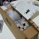 ���� �����, �����, 48 ��� - ��������� 17 ������� 2015 � ������ �9�