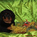 ���� @�@, �������, 50 ��� - ��������� 19 ���� 2015 � ������ ������