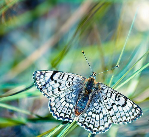 Самое главное - это желание жить. Радоваться солнечному лучу, полевому цветку, воробью, чирикающему ... - 2