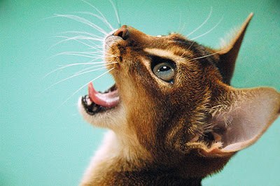 What’s up? Как поживаешь? (Что нового?).Bye! Пока!Bye-Bye! Пока-покаSee you later Увидимся позжеI ...