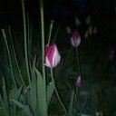 ����� �������� - ��� �����. �� ������ ������ � ��� �����. �� ������� �������