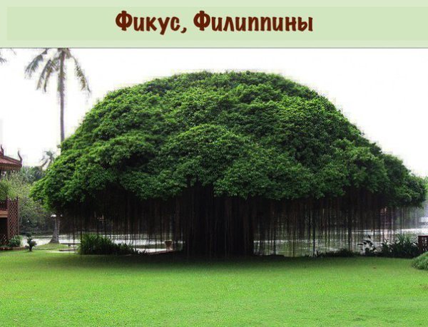 Вы сомневаетесь, что эти деревья растут на нашей планете? А зря. - 2