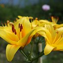 ���� Ksnzo, �����, 52 ���� - ��������� 11 ���� 2015 � ������ ������� ������