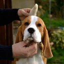 ���� ������, �����-���������, 44 ���� - ��������� 2 ��� 2015 � ������ ���� ����������