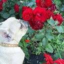  , --, 52  -  23  2015    .