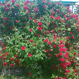 ���� �������, ����, 69 ��� - ��������� 12 ���� 2015