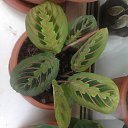 maranta    :  