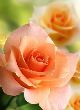 Роза рождается розой, она не превратится в другой цветок, если посадить её в другой горшок и ... - 5