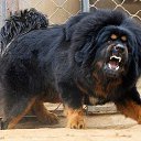  ), --, 47  -  24  2015