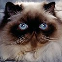 ���� �������, ��������� - ��������� 1 ��� 2015