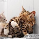 ���� Vika, ���������, 27 ��� - ��������� 8 ���� 2015 � ������ ������ ��������