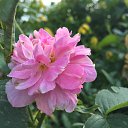 �������� �� ���� ����������� ��������� �� ������� ���� ����������