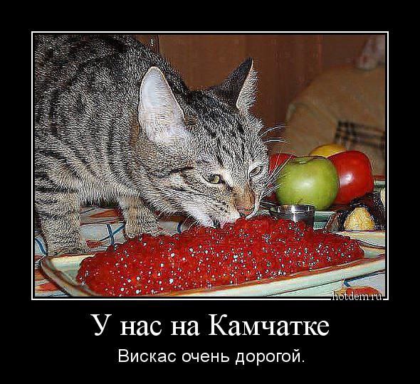 ���� - 31 ��� 2015 � 08:53