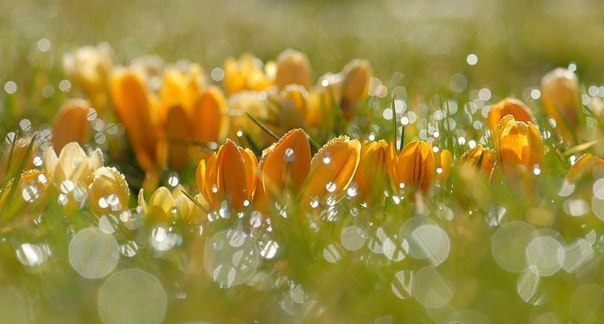 Пусть будет на душе у вас весна - всегда, в любое время года! А в вашем доме каждый час - царит ... - 2