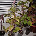 ���� ���, ����� - ��������� 9 ������� 2015 � ������ ���� ����� � �����������!�