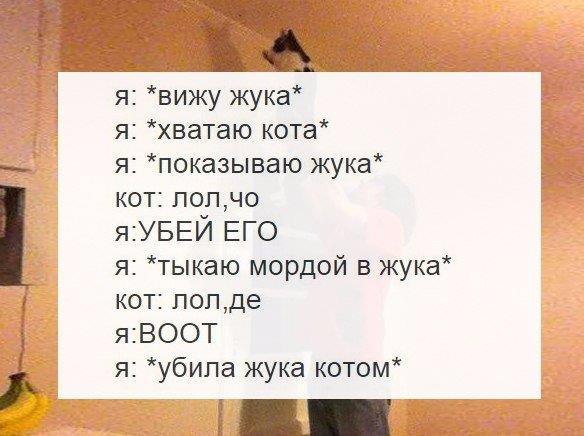 Воскресенье кот. Если я вам не нравлюсь статусы. Насрал посреди комнаты. Ой да хорош мне тыкать в. В харю тыкать.