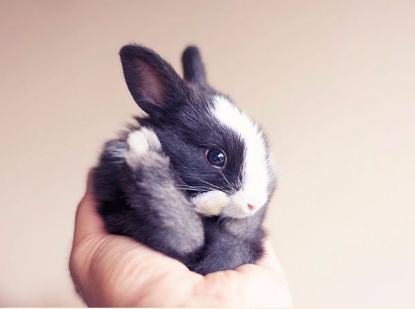       .#animal@travel.blog - 7