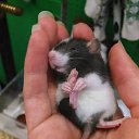 ���� ������, ��������, 53 ���� - ��������� 1 ��� 2015 � ������ ������ ��������