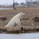 ���� ���������� �� ������� �������