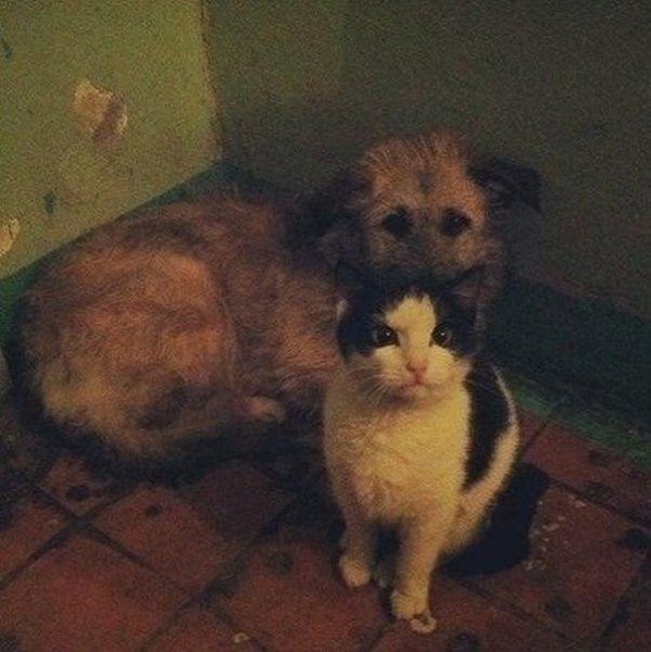 Зайдя к другу в подъезд, я увидел кошку и щенка, которые грелись, прижавшись друг к дружке, я хотел ...