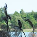 ���� �����, �����, 64 ���� - ��������� 9 ���� 2015 � ������ ����� ���� ���� (07.06.2015)�