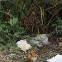 ���� ��������, �����������, 85 ��� - ��������� 30 ������� 2015 � ������ ���� ����������