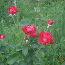 ���� �������, ����, 69 ��� - ��������� 22 ���� 2015 � ������ ������ ��������