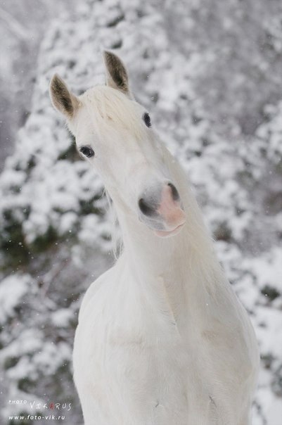 |В| Счастье есть... |В| - 10 августа 2015 в 21:29 - 3