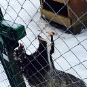 ���� ������, �����-��������� - ��������� 16 ��� 2015 � ������ ����� (���� vs ����)�