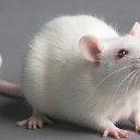  Klempner Deutscher,  -  15  2015    