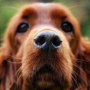 ���� ������, ���������, 37 ��� - ��������� 14 ������� 2015 � ������ ������ ��������