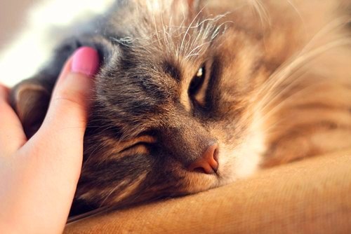 Смотрю на кота и думаю, ну вот как котики жили до человека, как они там в лесу жили неглаженые.