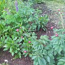  , -, 43  -  17  2015   